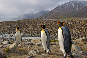 Hundreds of thousands of King Penguins line the shores of Andrews Bay on South Georgia Island in Antarctica