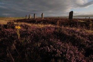 spray of yellow ragworth amongst the purple heather surrounding the World Heritage listed Ring of Brodgar, an ancient stone monument in Orkney, Scotland