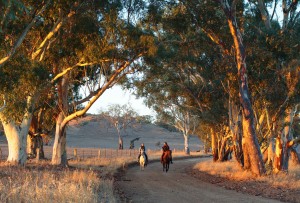 Gum-shaded country road near the Barossa Valley in South Australia