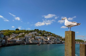 English Seaside: Seagull perches along the harbour beside the ancient fishing and smuggling town of Looe, in southern Cornwall