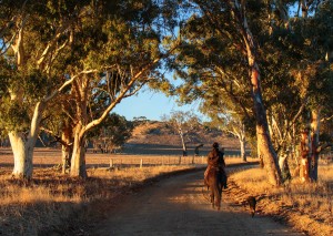 A horse and rider on an old gum-lined country road near Keyneton, South Australia