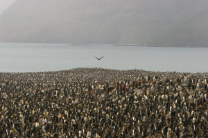 A hungry skua wheels over a colony of breeding King Penguins at St Andrews Bay, South Georgia Island, looking for a baby chick to eat