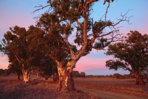 Dawns first rays cast a glow over the stately river gums along an old country road near Keyneton, South Australia