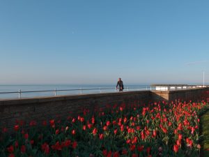 Lone cyclist spins along the seafront promenade at Bexhill on Sea with red tulips in bloom