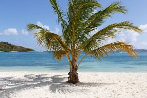 Palm tree on beach at Brandywine Bay, Tortola, BVI