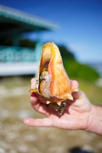 Sea shell Marina Cay BVI