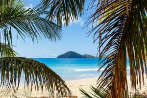 Beach and Palm trees on on Lambert Bay Tortola, BVI