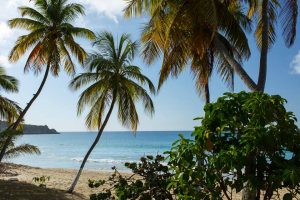 Beach and Palm trees on on Lambert Bay Tortola, BVI