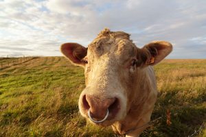 A large bull in a pasture on Mainland, the largest of Scotland's Orkney Islands. Cattle rearing has taken place on the islands since Neolithic times.