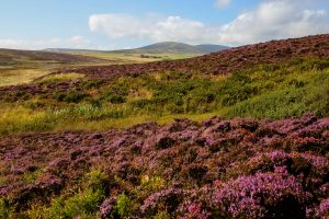 Heather clad hills near Waulkmill Bay on the south coast of Mainland, the largest of the Orkney Islands