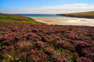 Wide sandy beach surounded by heather at Waulkmill Bay, Orkney