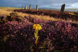 A spray of yellow ragwort livens the heather surrounding the 5000 year-old Ring of Brodgar, a World Heritage listed Neolithic monument in Orkney, Scotland