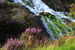 Heather and rushing water in Nant Ffrancon, a steep glacial valley in the mountains of northern Wales