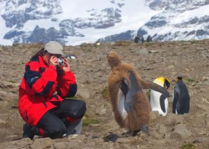 Tourism in Antarctica. Tourist photographs a young penguin.