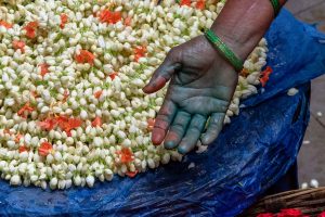 Pollen stained hand of a flower vendor at the busltling flower market in Bangalore, India