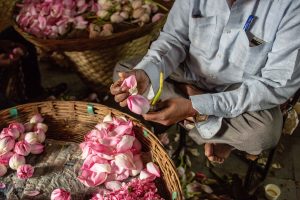 A lotus seller picks apart blossoms at the Bangalore Flower Market, Bangalore, India