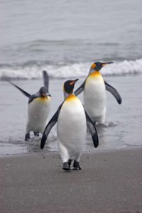 A trio of King Penguins waddle ashore on the beach at Andrews Bay South Georgia Islad, Antarctica