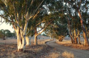 Dawns first rays cast a glow over the stately river gums along an old country road near Keyneton, South Australia