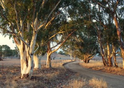 Dawns first rays cast a glow over the stately river gums along an old country road near Keyneton, South Australia