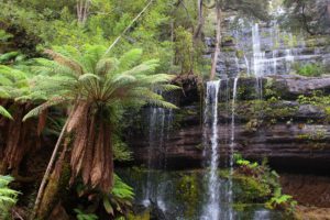 Temperate rainforests at Russell Falls in Mount Field National Park, Tasmania