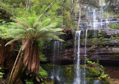 Temperate rainforests at Russell Falls in Mount Field National Park, Tasmania