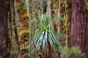Pandanis, or giant grass tree, is endemic to Tasmania. Shown here in Cradle Mountain National Park