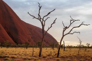 Burnt trees near the base of Uluru, the iconic stone monolith in Australia's Northern Territory