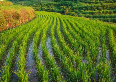 rich green rows of rice paddies near Asuke, Japan