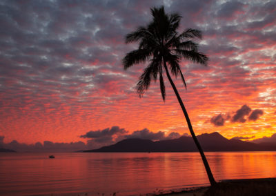 Luminous red tropical sunrise and silhouette of palm tree and distant island