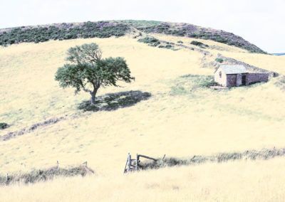 Stone cottage and meadow, in a painterly image taken near Lynton, Somerset
